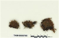 藏品(真苔)的圖片